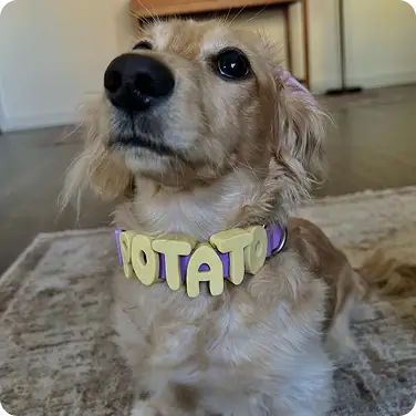 Un collar solo para él
