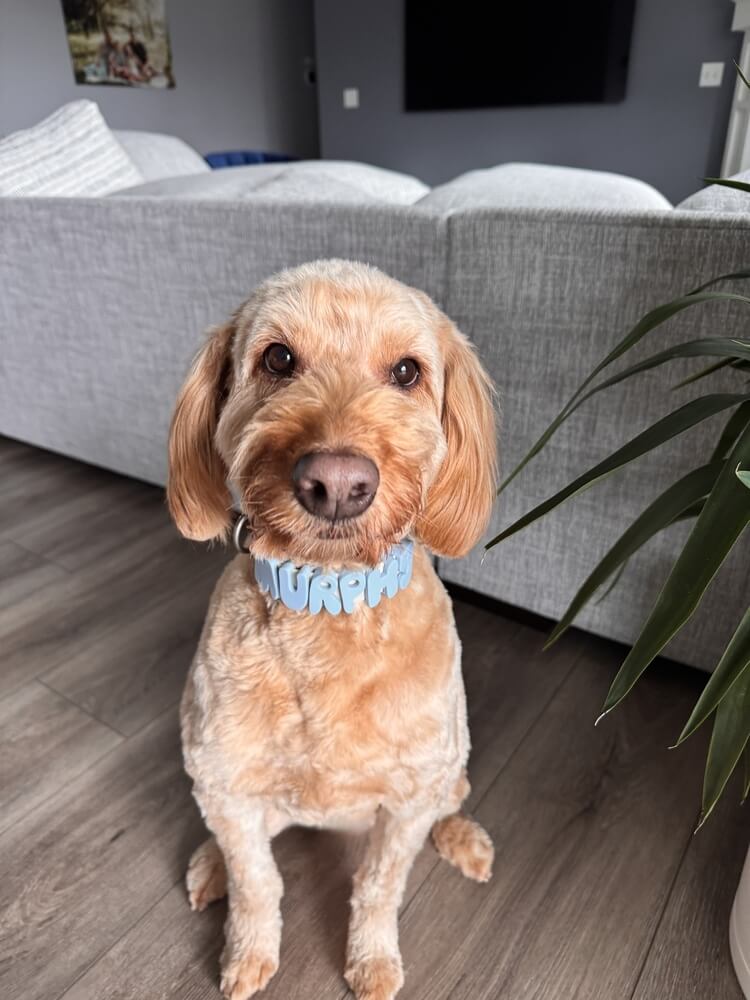 Un collar solo para él